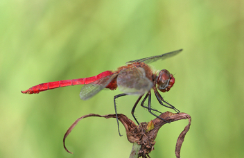 Brachymesia furcata, male